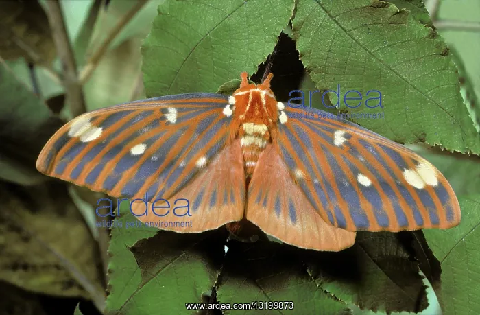 : Royal Walnut Moth : Royal Walnut Moth
