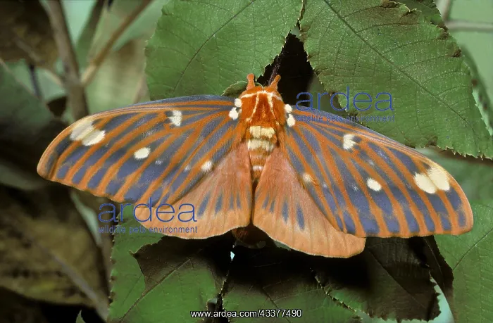 : Royal Walnut Moth, Citheronia regalis : Royal Walnut Moth, Citheronia regalis