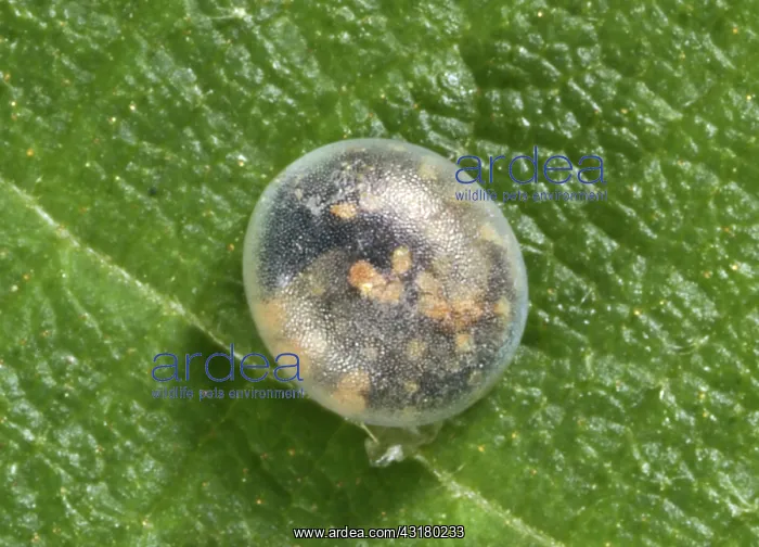 : Royal walnut moth egg : Royal walnut moth egg