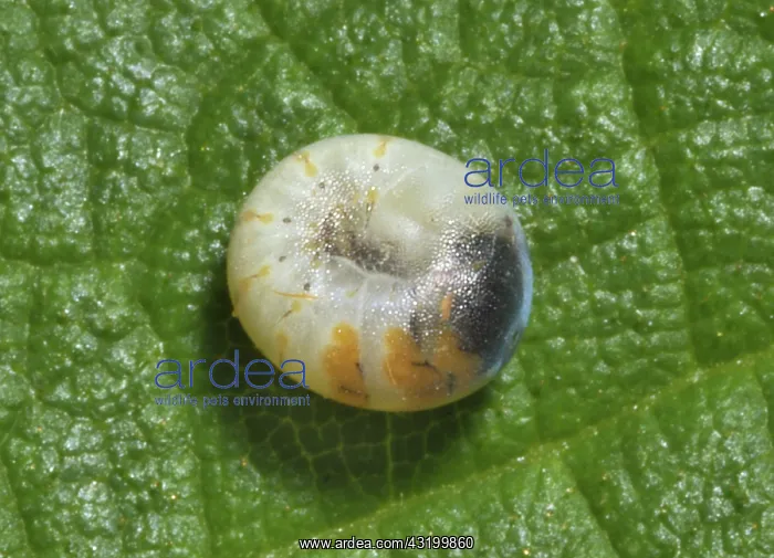 : Royal walnut moth egg : Royal walnut moth egg