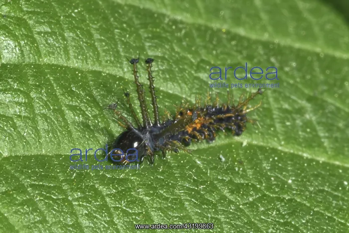 : Royal Walnut Moth Larva : Royal Walnut Moth Larva