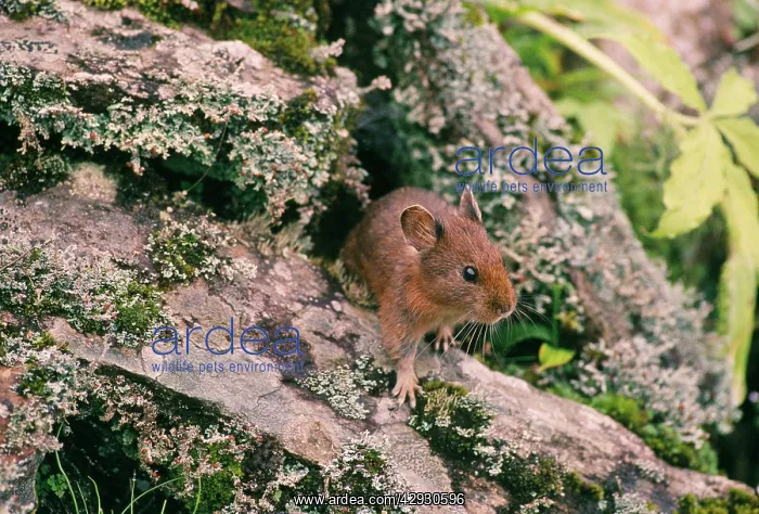 : Royle's Pika / Mouse Hare : Royle's Pika / Mouse Hare