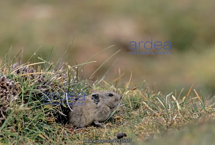 : Royle's Vole : Royle's Vole