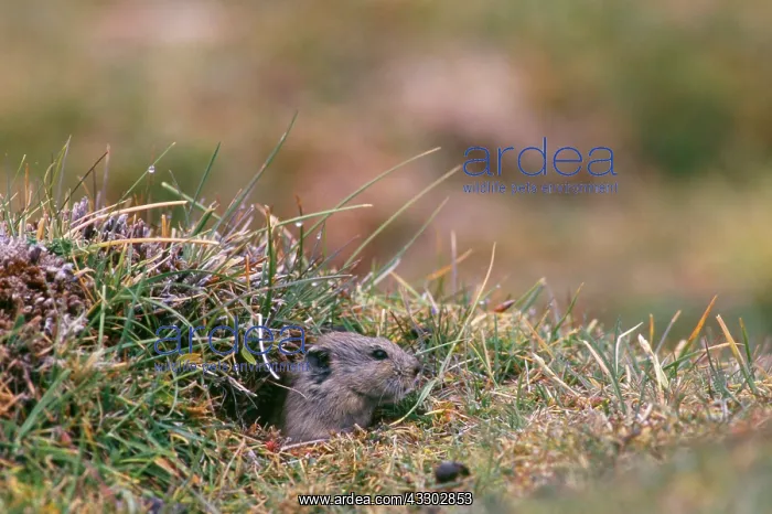  : Royle's Vole - at burrow entrance at 4600 meters