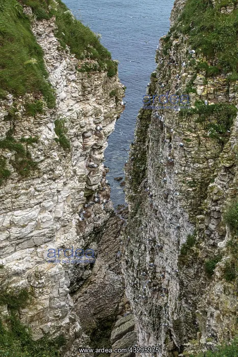 : RSPB Bempton Cliffs, England, UK : RSPB Bempton Cliffs, England, UK