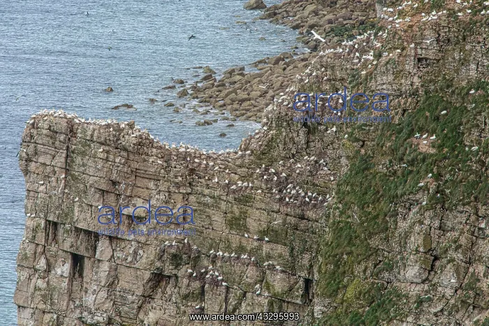 : RSPB Bempton Cliffs, England, UK : RSPB Bempton Cliffs, England, UK