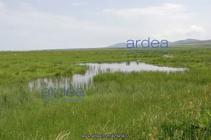 : RSPB wetland reserve : RSPB wetland reserve