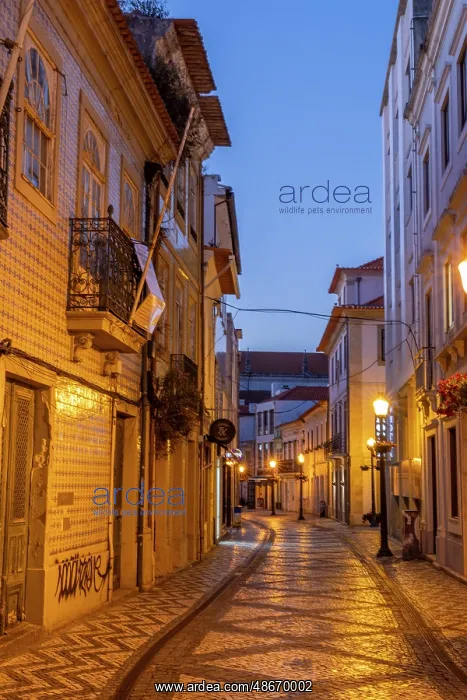 : Rua da Coimbra street scene in Aveiro, Portugal : Rua da Coimbra street scene in Aveiro, Portugal