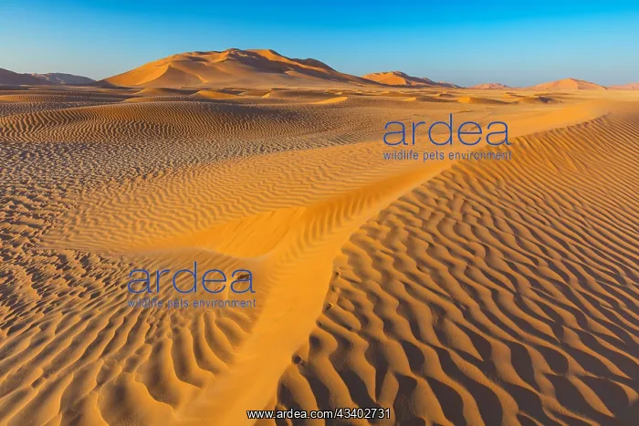 : Rub al-Shali, the largest desert on earth in Oman : Rub al-Shali, the largest desert on earth in Oman