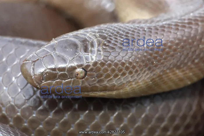: Rubber Boa : Rubber Boa