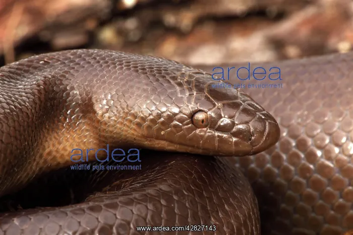 : Rubber Boa : Rubber Boa