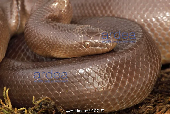 : Rubber Boa : Rubber Boa