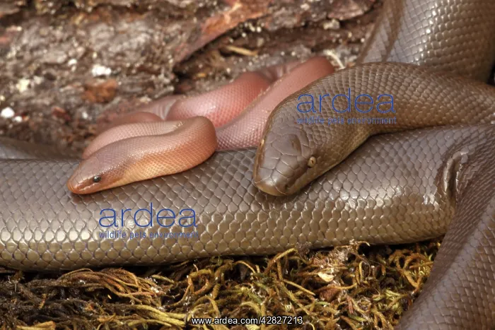 : Rubber Boa : Rubber Boa