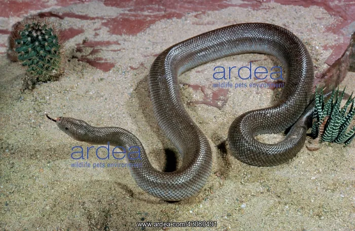 : Rubber Boa : Rubber Boa