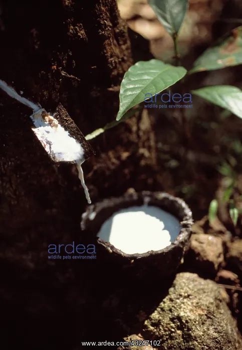 : Rubber plant : Rubber plant