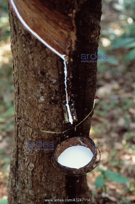 : Rubber plant : Rubber plant