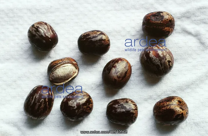 : Rubber - Seeds : Rubber - Seeds