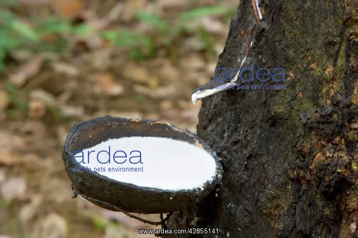 : Rubber tapping - a Para Rubber Tree / Parawood : Rubber tapping - a Para Rubber Tree / Parawood