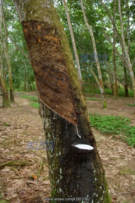 : Rubber tapping - a Para Rubber Tree / Parawood : Rubber tapping - a Para Rubber Tree / Parawood