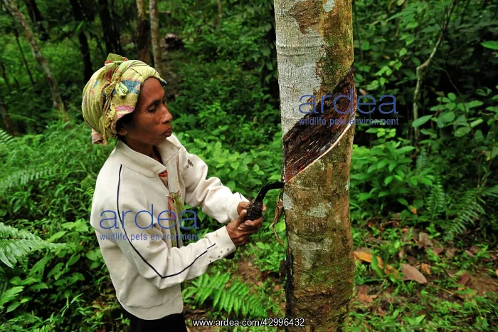 : Rubber tapping - plantation worker doing incision : Rubber tapping - plantation worker doing incision