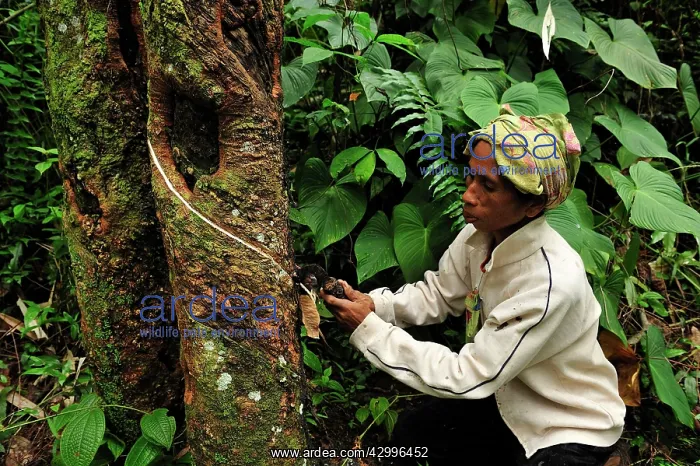 : Rubber tapping - plantation worker doing incision : Rubber tapping - plantation worker doing incision