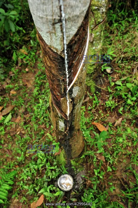 : Rubber tapping - rubber tree