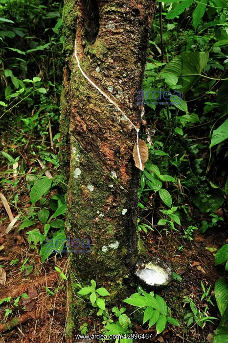  : Rubber tapping - rubber tree