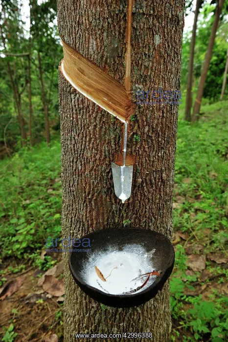 : Rubber tapping - rubber tree - beside Gunung Leuser : Rubber tapping - rubber tree - beside Gunung Leuser