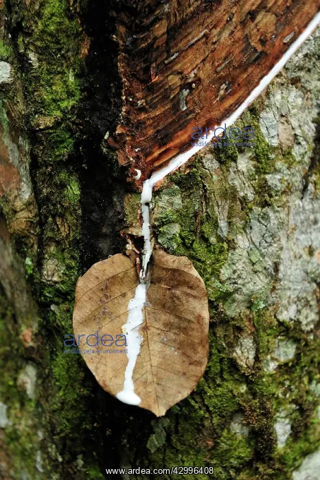 : Rubber tapping - rubber tree - using leaf as funnel : Rubber tapping - rubber tree - using leaf as funnel