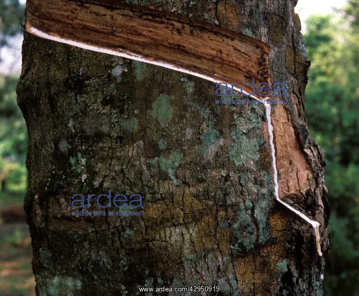  : Rubber Tree