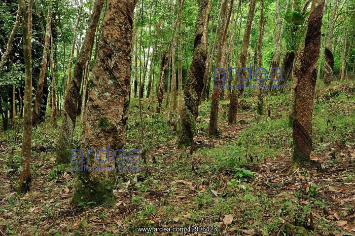: Rubber tree plantation : Rubber tree plantation