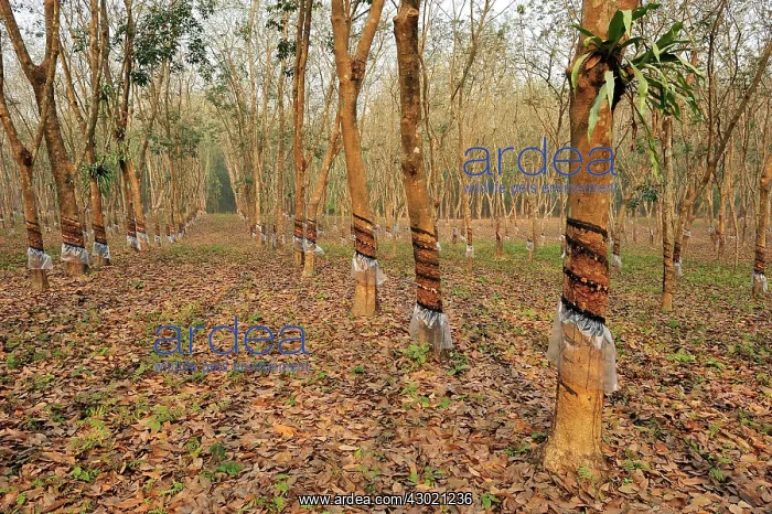 : Rubber Tree Plantation : Rubber Tree Plantation