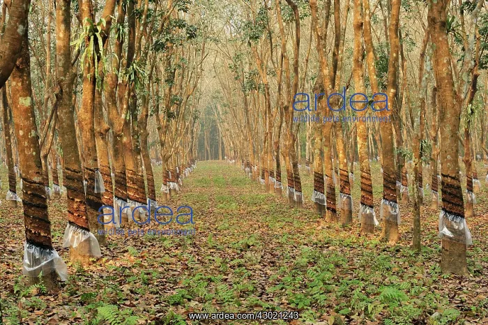 : Rubber Tree Plantation : Rubber Tree Plantation
