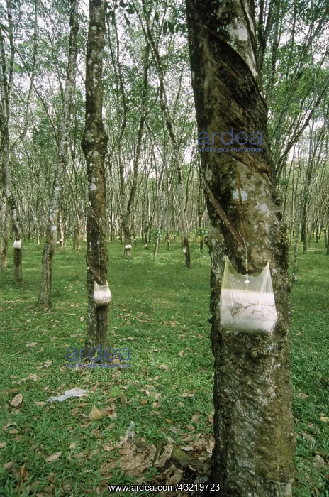 : Rubber Tree Plantation : Rubber Tree Plantation