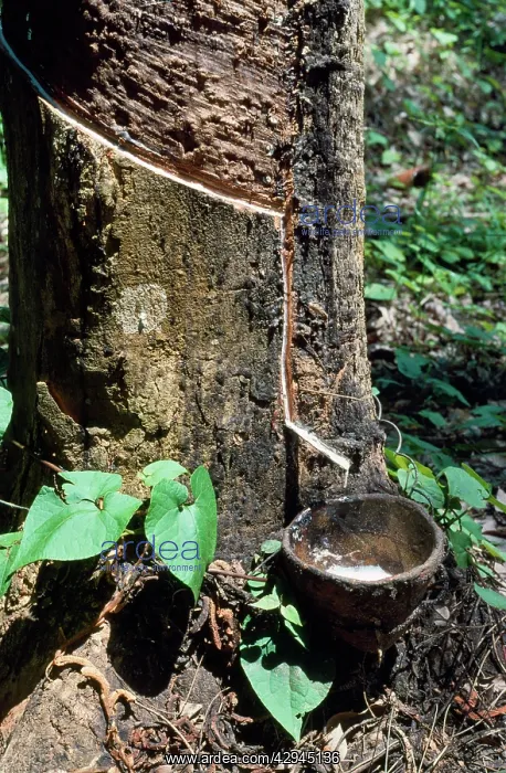 : Rubber Tree - rubber tapping : Rubber Tree - rubber tapping