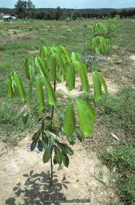 : Rubber Tree Sapling : Rubber Tree Sapling