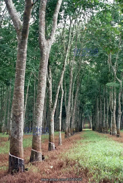 : Rubber Trees : Rubber Trees