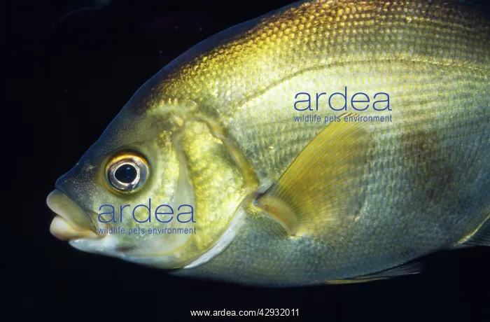 : Rubberlip Surfperch : Rubberlip Surfperch