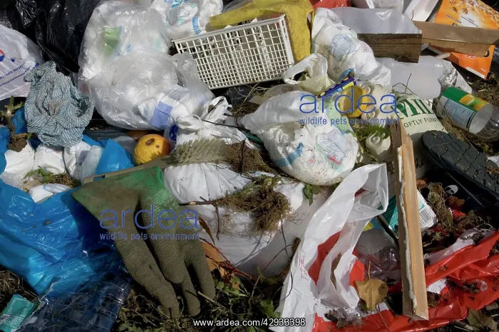 : RUBBISH - Disposable nappy / nappies amidst plastic : RUBBISH - Disposable nappy / nappies amidst plastic