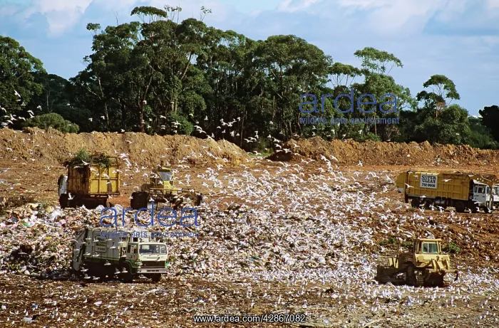 : Rubbish dump - with birds scavenging for scraps : Rubbish dump - with birds scavenging for scraps