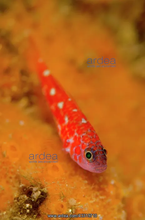 : Rubble Dwarfgoby : Rubble Dwarfgoby