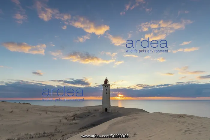: Rubjerg Knude Lighthouse : Rubjerg Knude Lighthouse