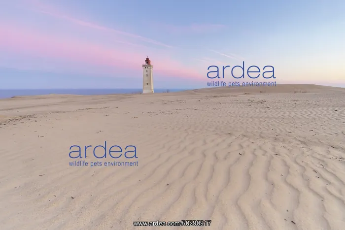 : Rubjerg Knude Lighthouse : Rubjerg Knude Lighthouse