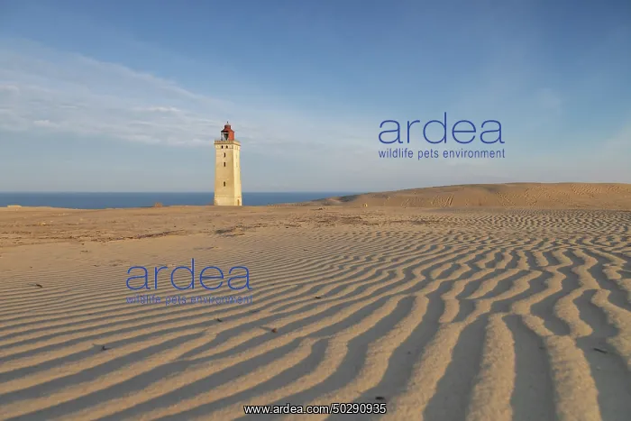 : Rubjerg Knude Lighthouse : Rubjerg Knude Lighthouse