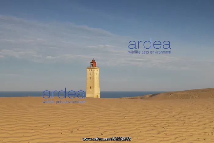 : Rubjerg Knude Lighthouse : Rubjerg Knude Lighthouse