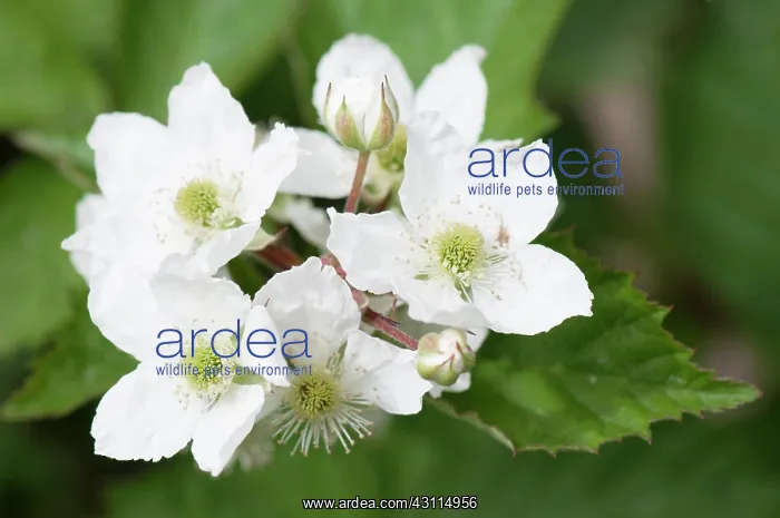 : Rubus fruticosus Loch Tay, Blackberry Loch Tay, White, G : Rubus fruticosus Loch Tay, Blackberry Loch Tay, White, G