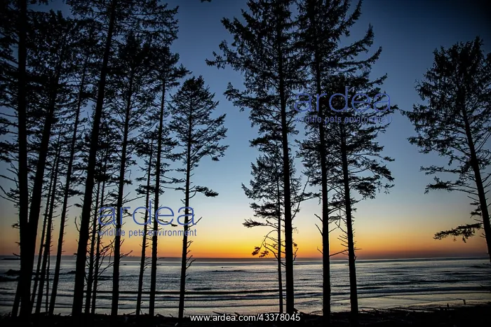: Ruby Beach, Forks, Washington State, USA. Olympic : Ruby Beach, Forks, Washington State, USA. Olympic
