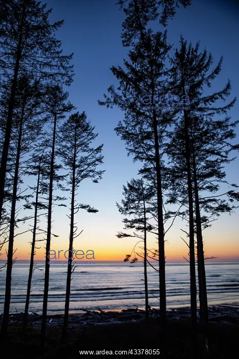 : Ruby Beach, Forks, Washington State, USA. Olympic : Ruby Beach, Forks, Washington State, USA. Olympic
