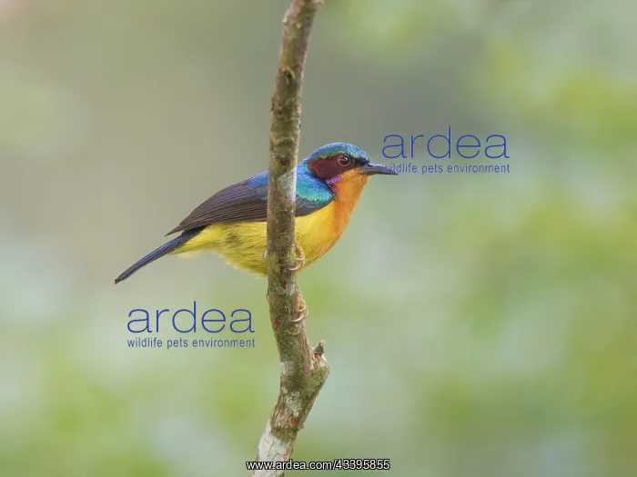 : Ruby Cheeked Sunbird Chalcoparia singalensis Sab : Ruby Cheeked Sunbird Chalcoparia singalensis Sab
