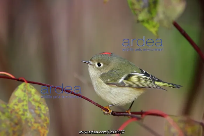 : Ruby-crowned Kinglet : Ruby-crowned Kinglet